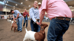 Hair Growth and Hair Training: Preparing Your Boer Goat for the Show Ring