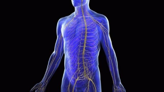 Regulate Your Nervous System: The Missing Link in Healing and Movements